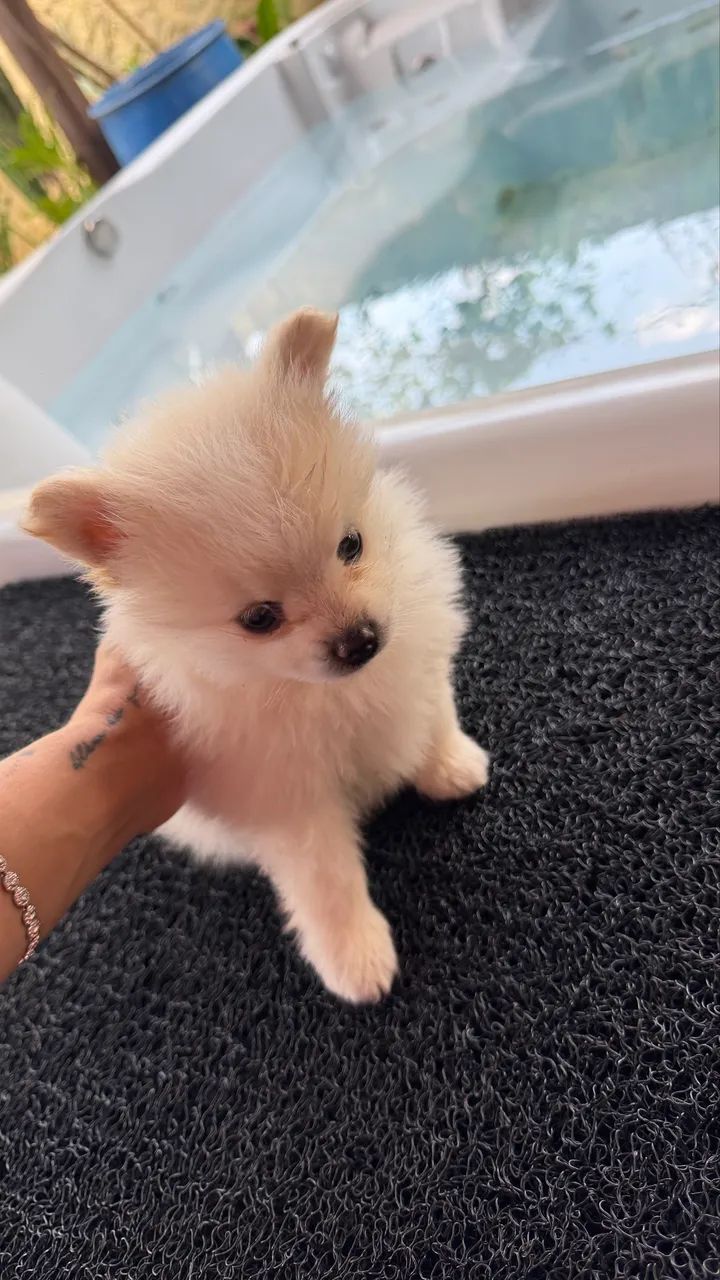 Spitz alemão  - Foto 2
