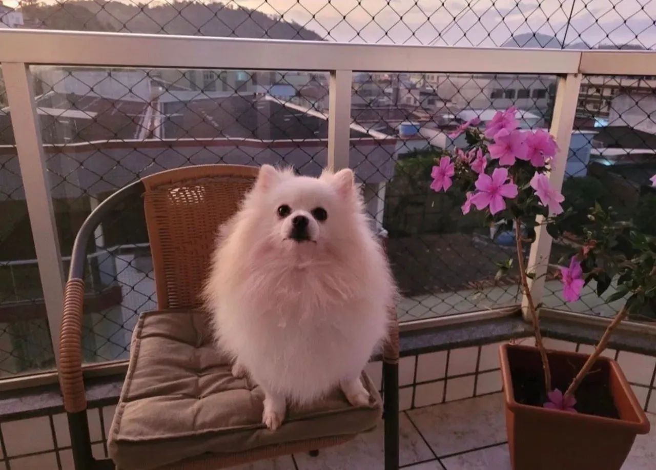 Spitz alemao macho disponível 