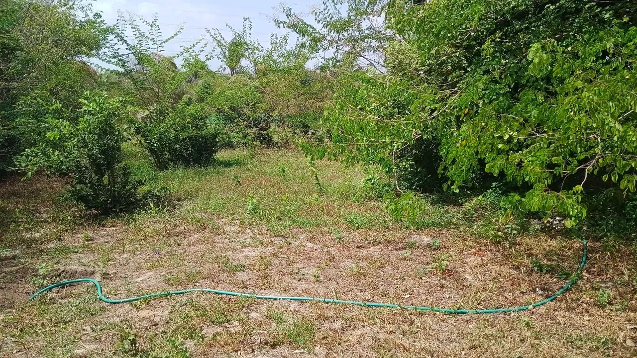 Chácara com área verde e muito sossego  - Foto 4