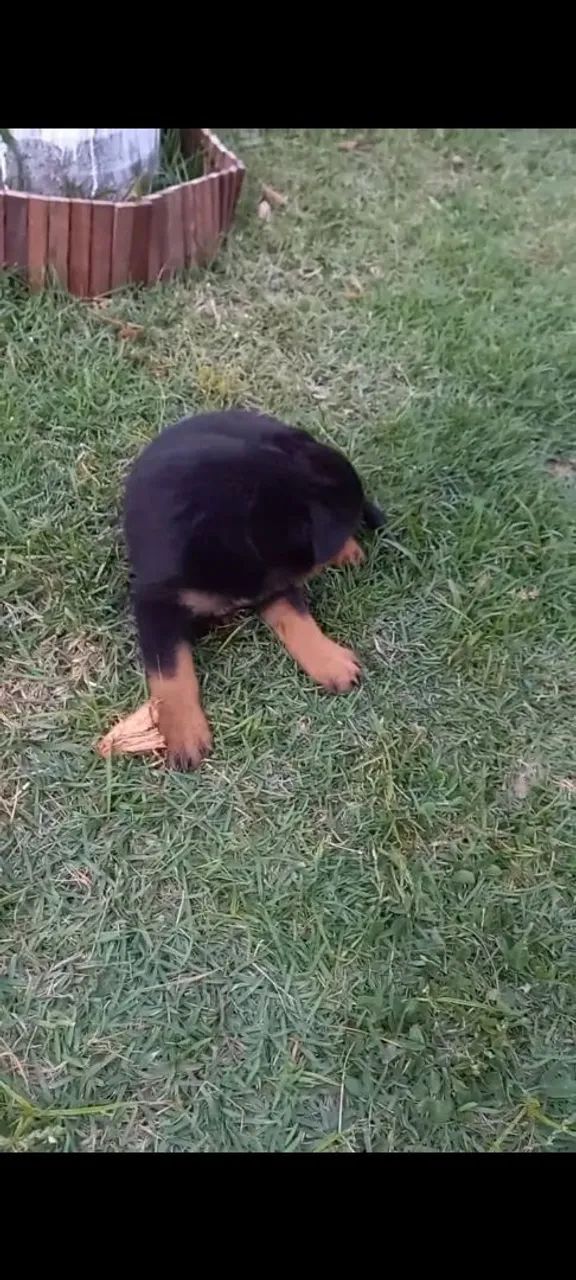 Rottwailler  - Foto 3