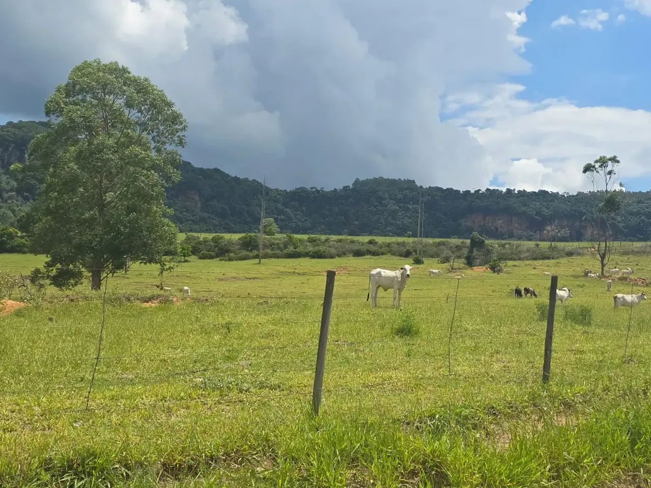 Fazenda á venda Piracicaba SP - Foto 4