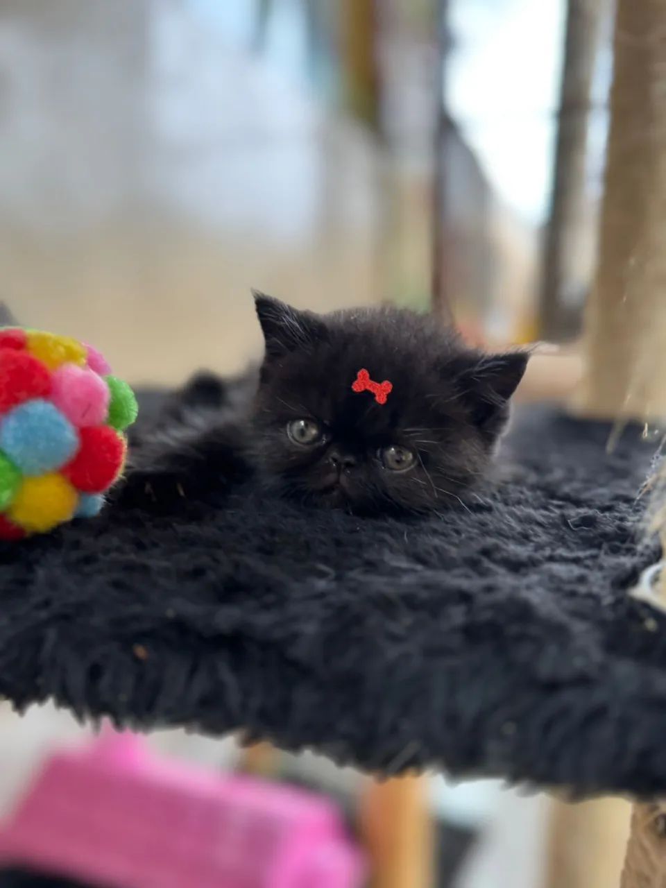 Filhotes gatos exóticos - persa pelo curto - Foto 2