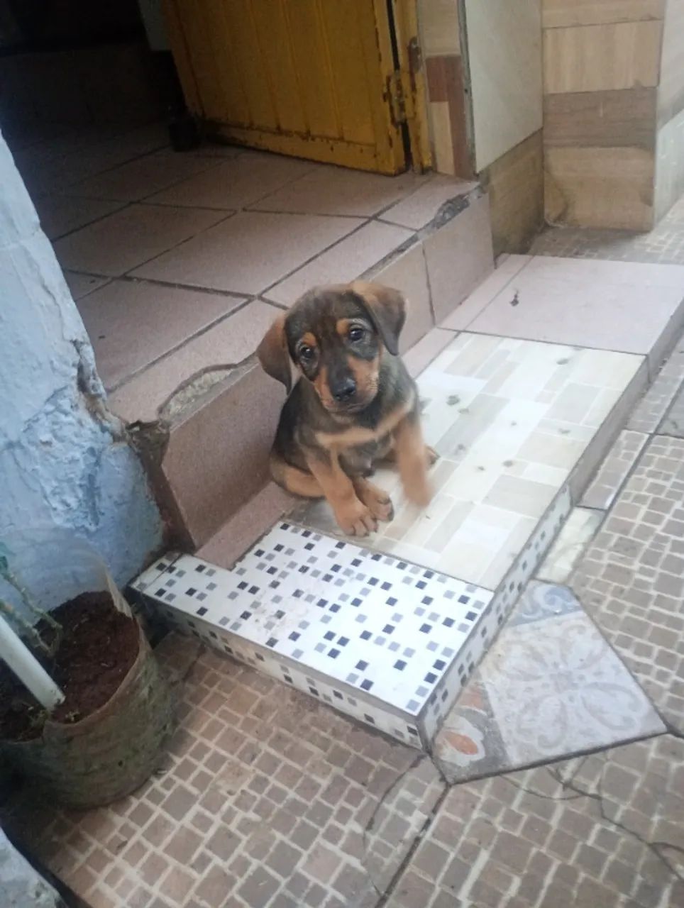 Adoção responsável  - Foto 2