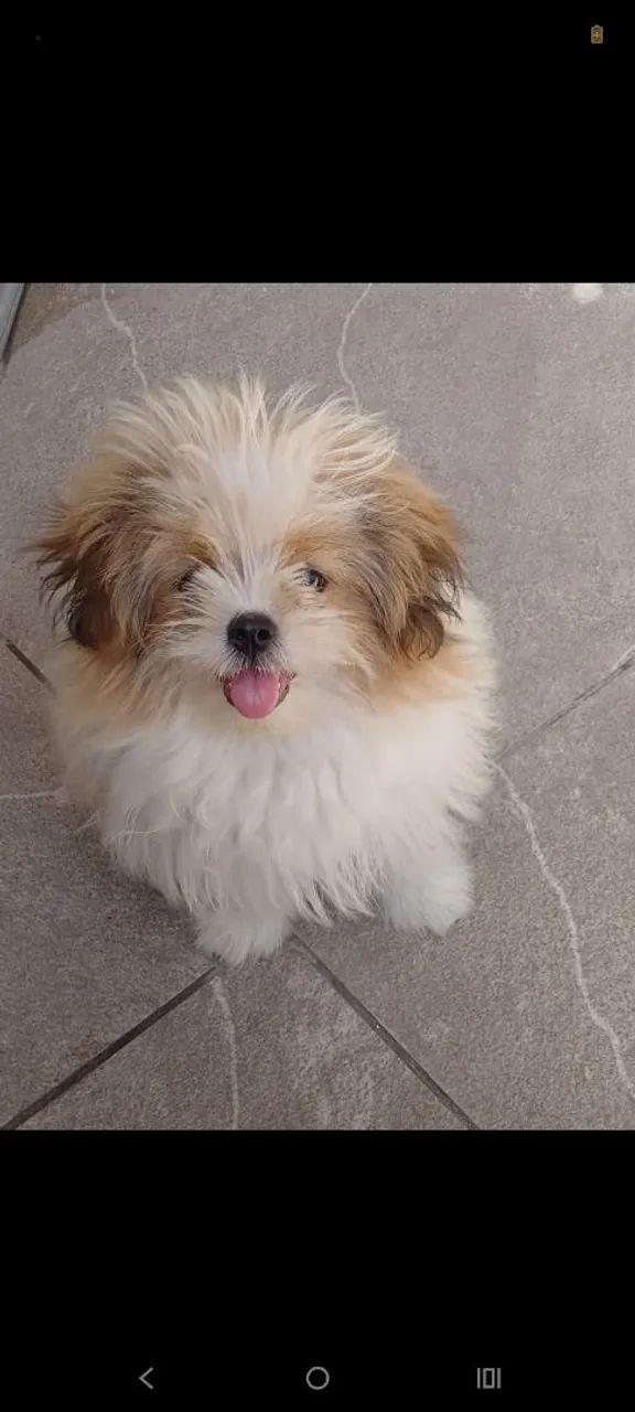 Cachorra lulu com Shitzu  - Foto 2