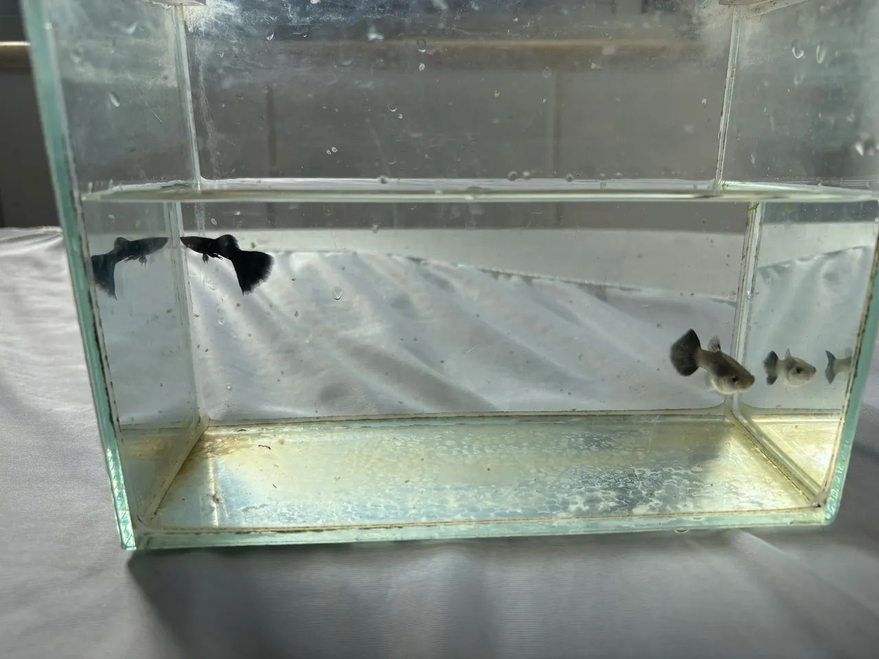 Trio de Guppy  - Foto 2