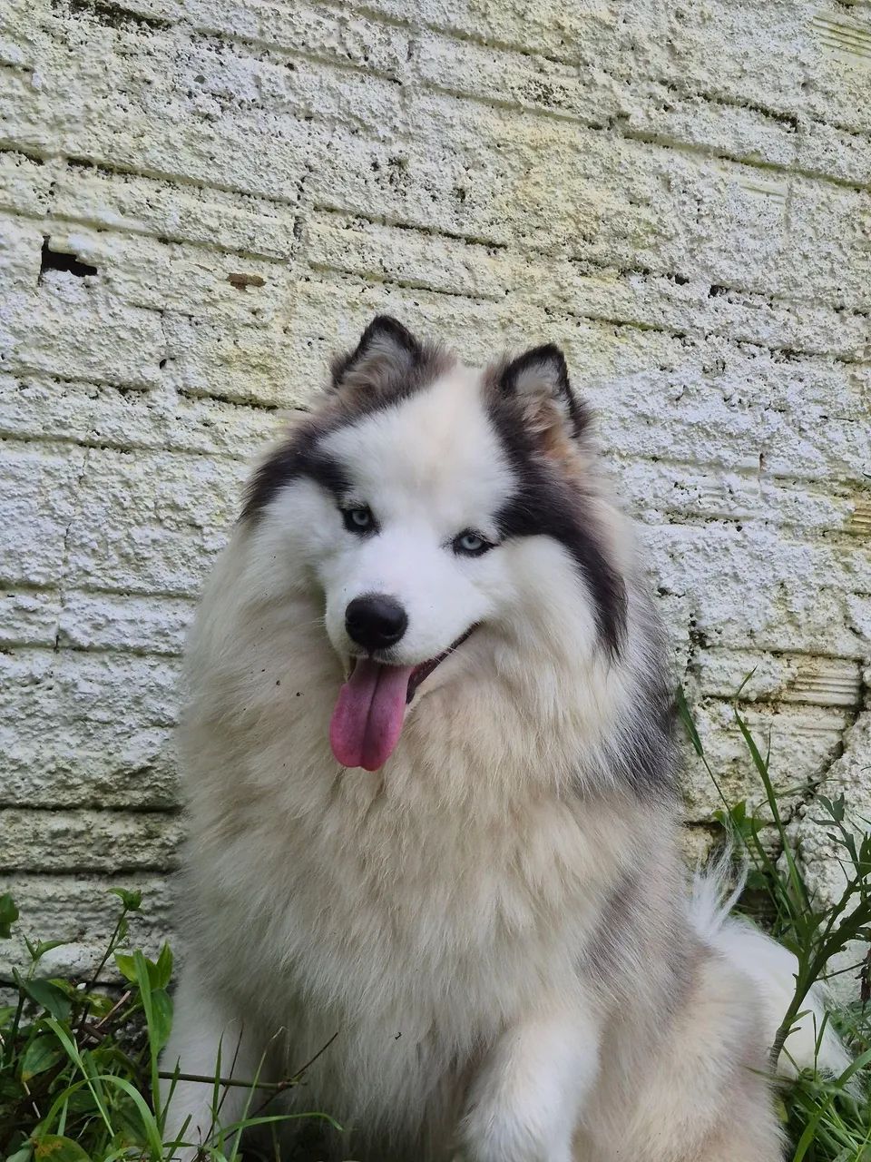 Husky 11 meses - Foto 2