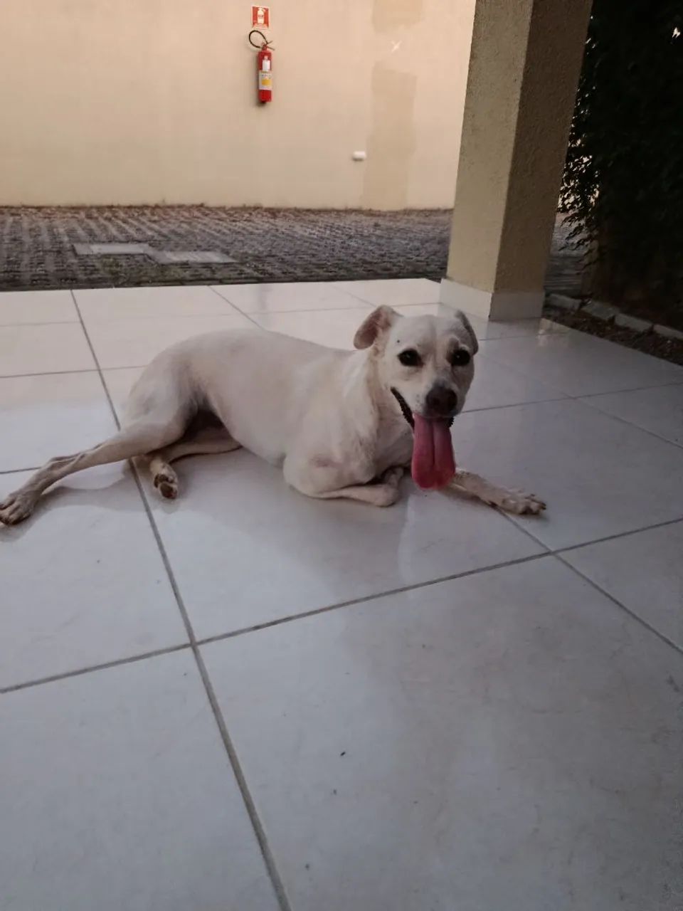 Adoção Responsável  - Foto 3