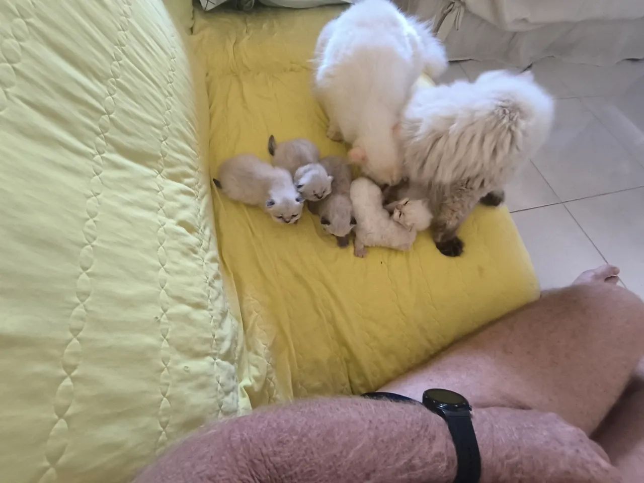  Filhotes Gatos persas x angora