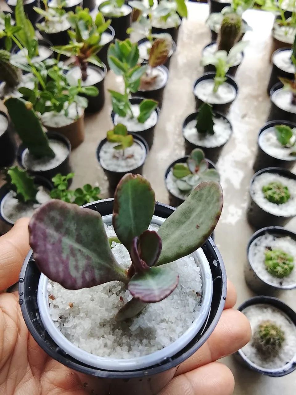 Cactos - Foto 5
