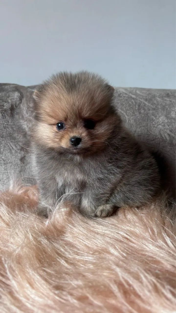 =] Lindos Spitz Alemão anão com vacina importada =] - Foto 4