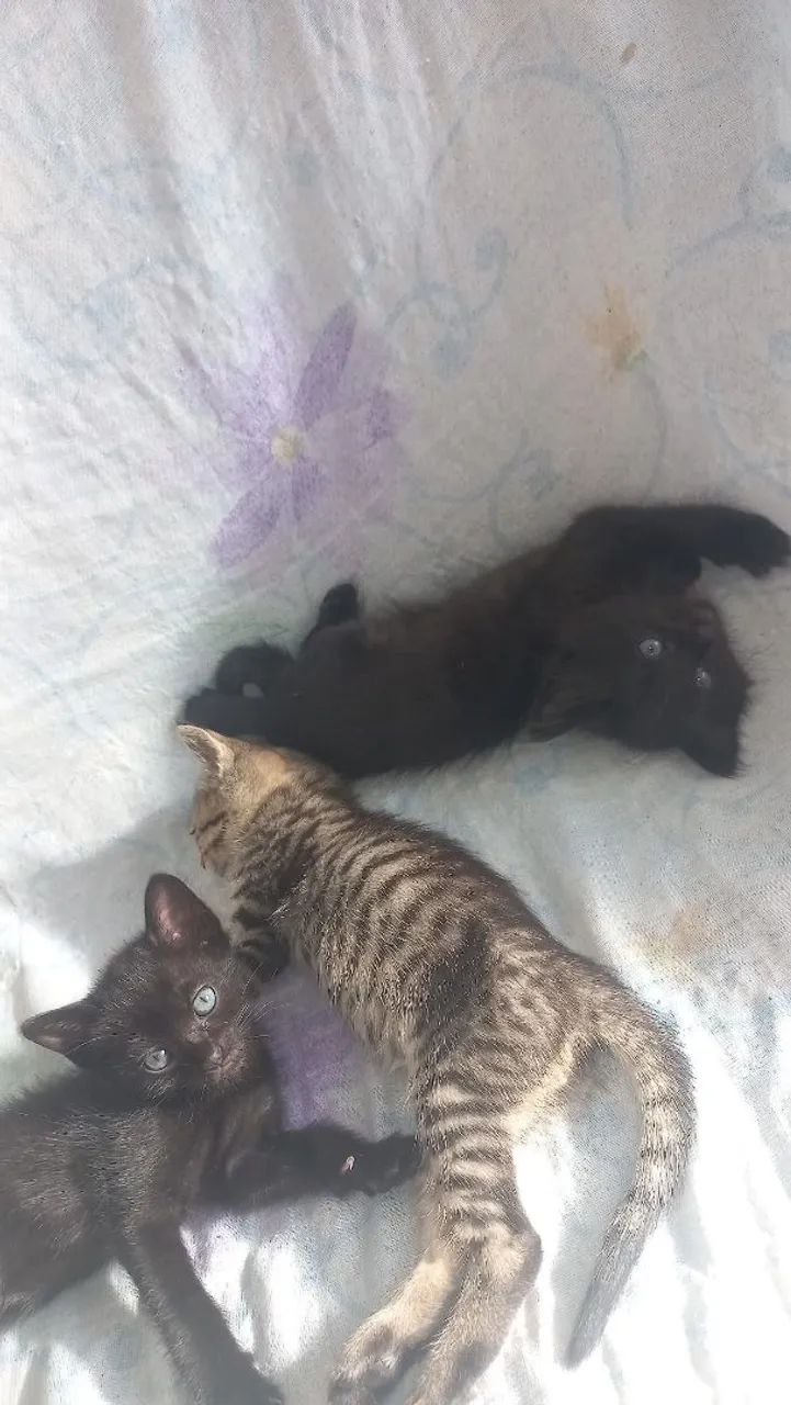 Doação consciente  - Foto 4