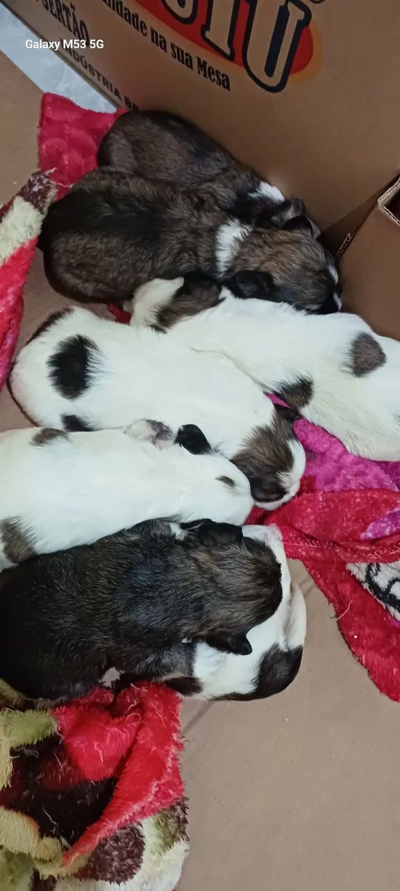 Filhotes Raça Lhasa Apso