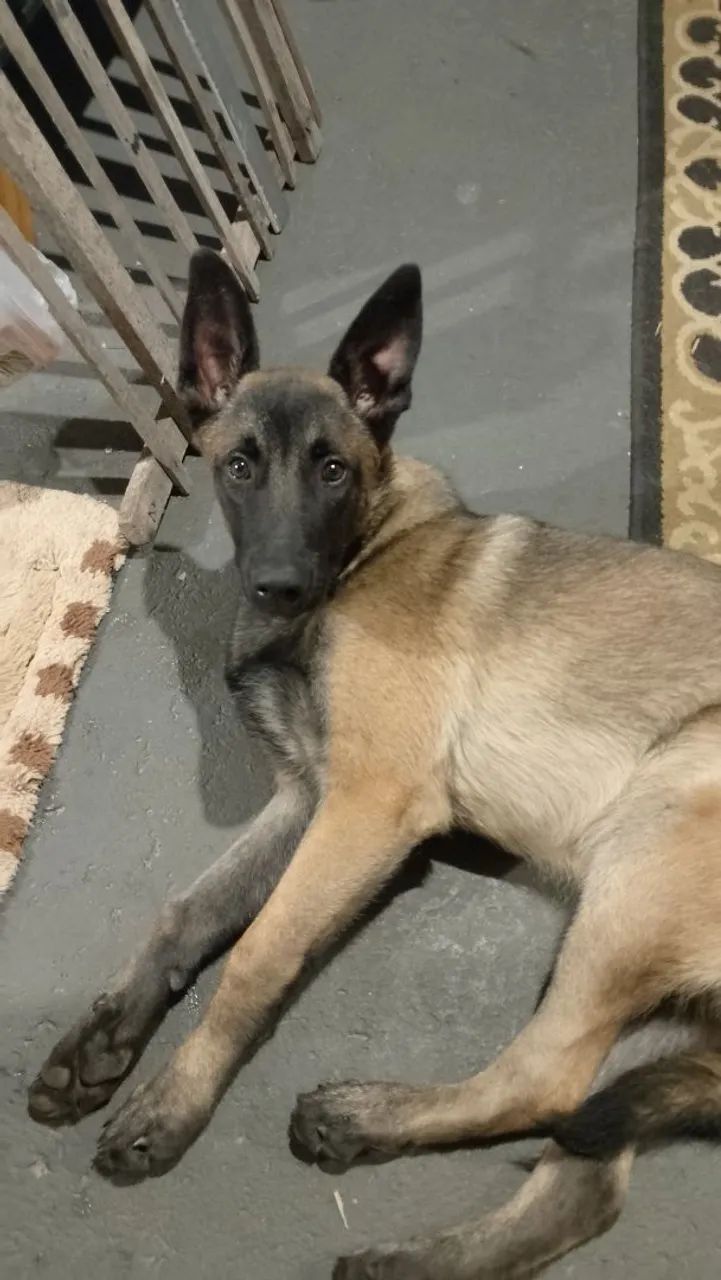 Pastor belga malinois  - Foto 3