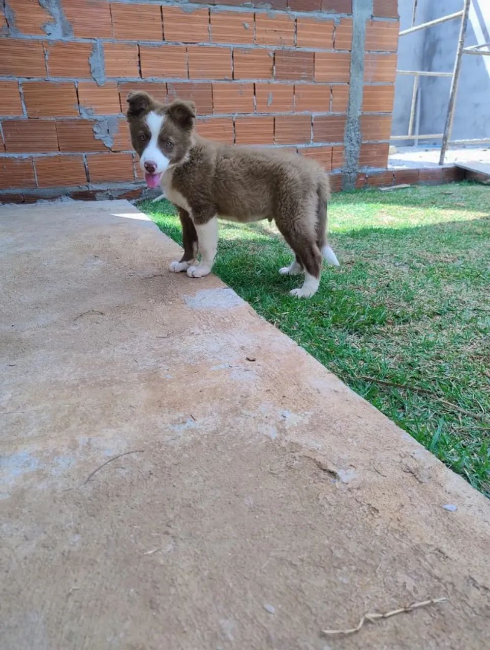Filhotes de border Collie  - Foto 5