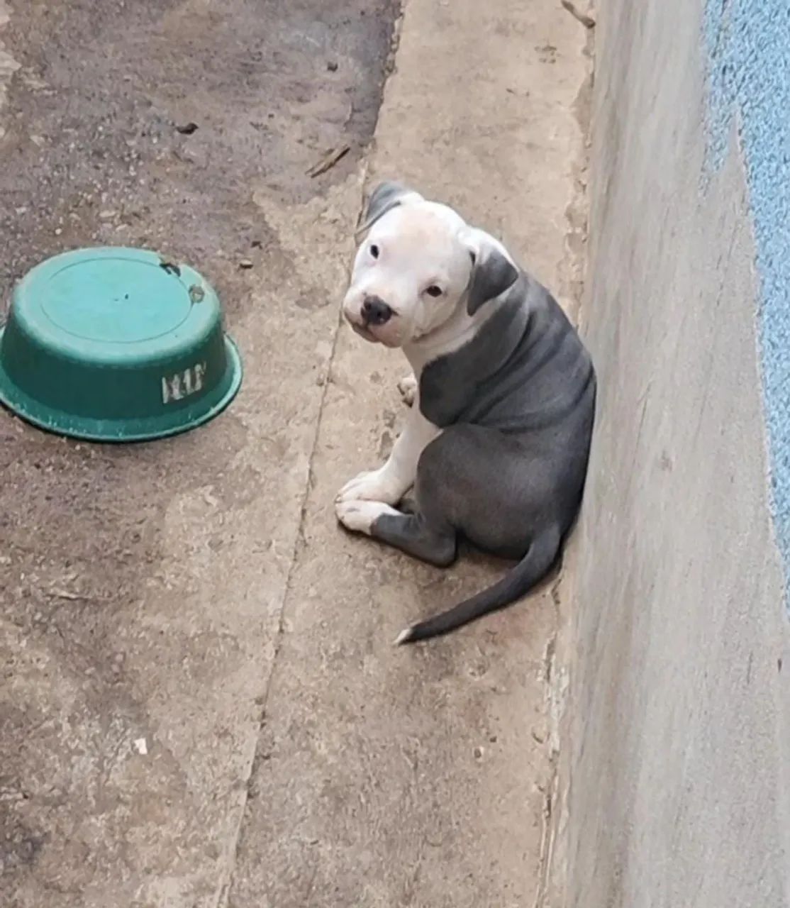 Vendo American bully - Foto 3