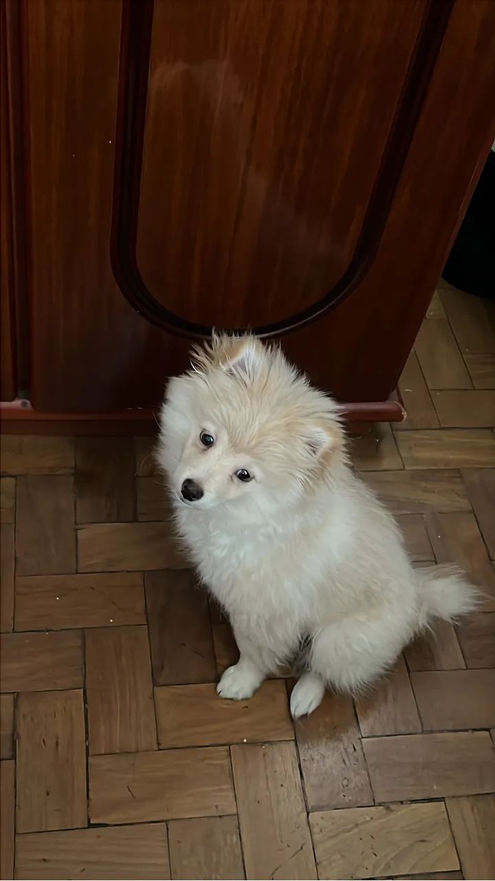 Vendo Filhote de Spitz Alemão - R$1600 - Foto 2