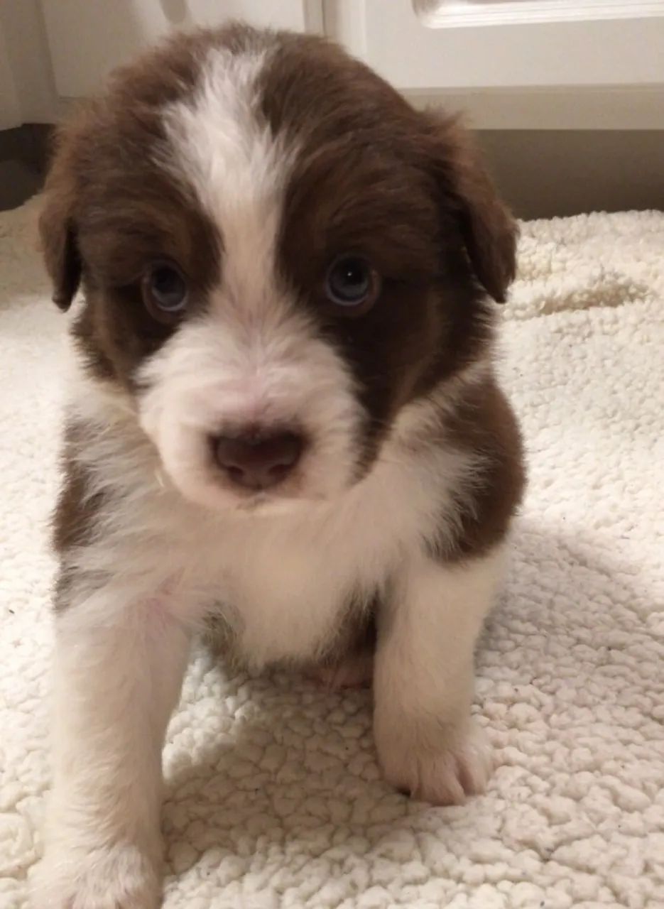 Border collie puro disponivel 
