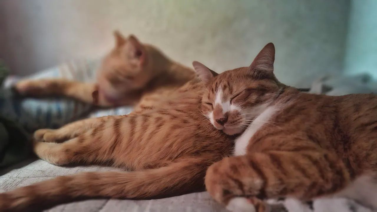 Gato para adoção.  - Foto 3