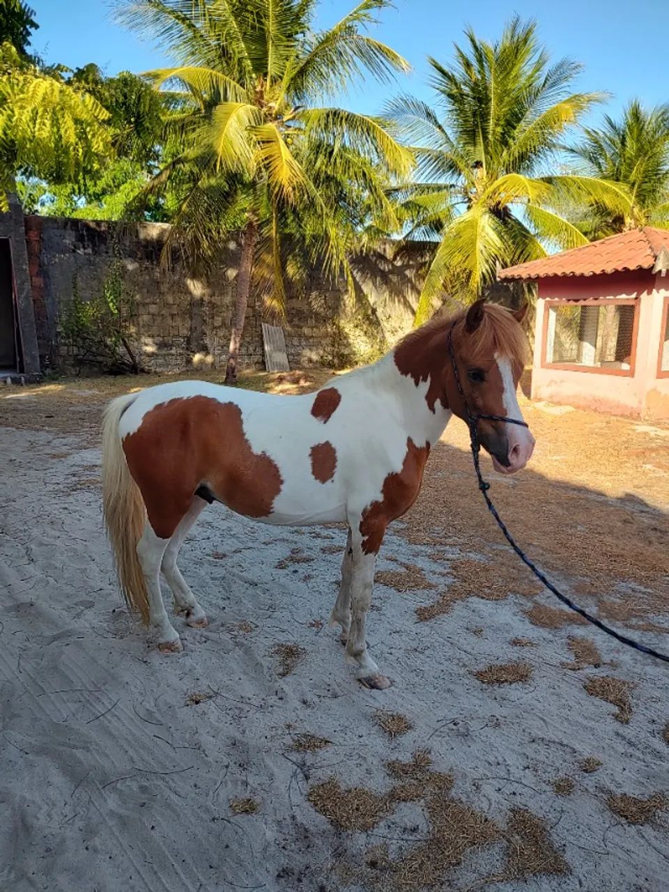 Cavalo PÔNEI (pampa de castanho) 