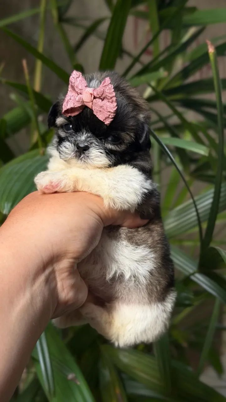Shitzu micro fêmea