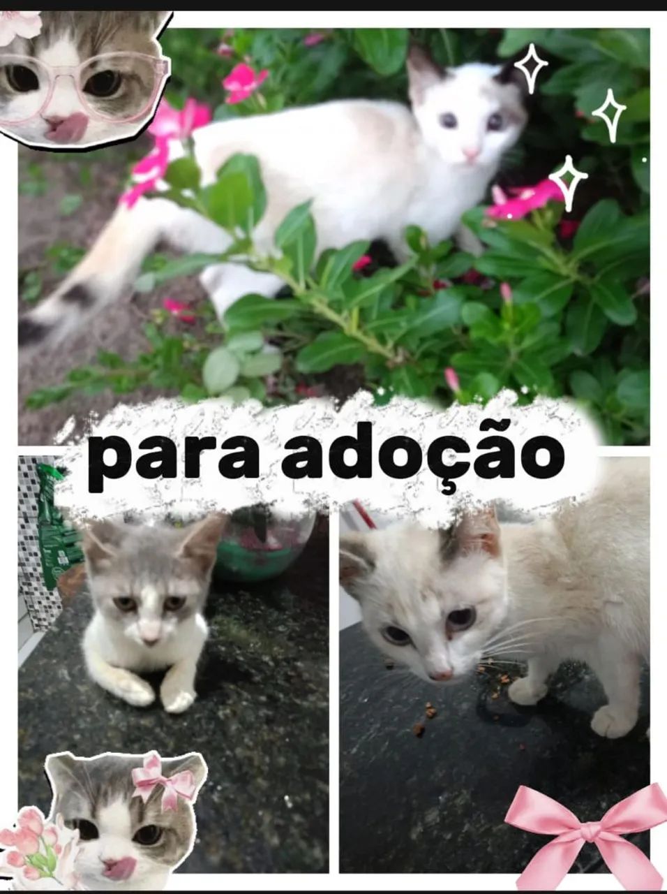 Gatinhas para adoção 