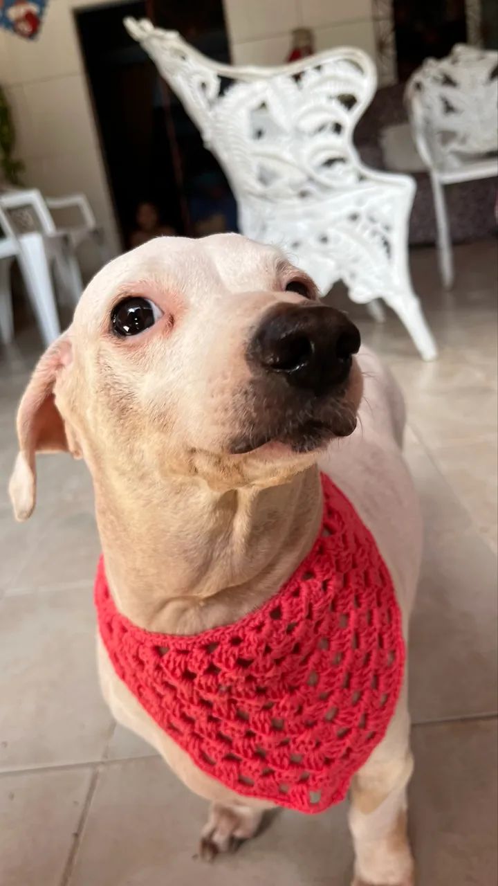 Crochê bandana pet - Foto 3