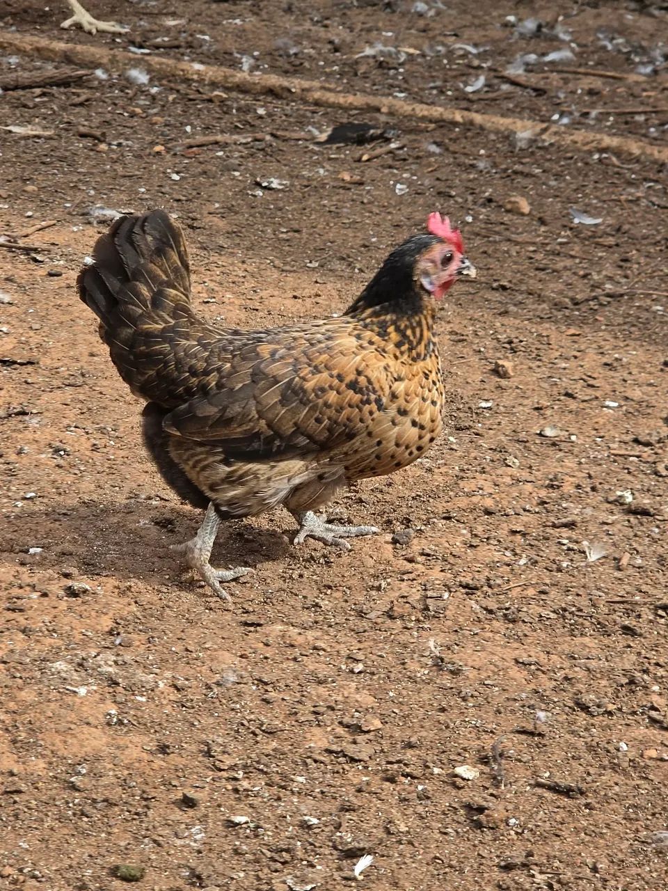 Galo e Galinha Garnizé  - Foto 2