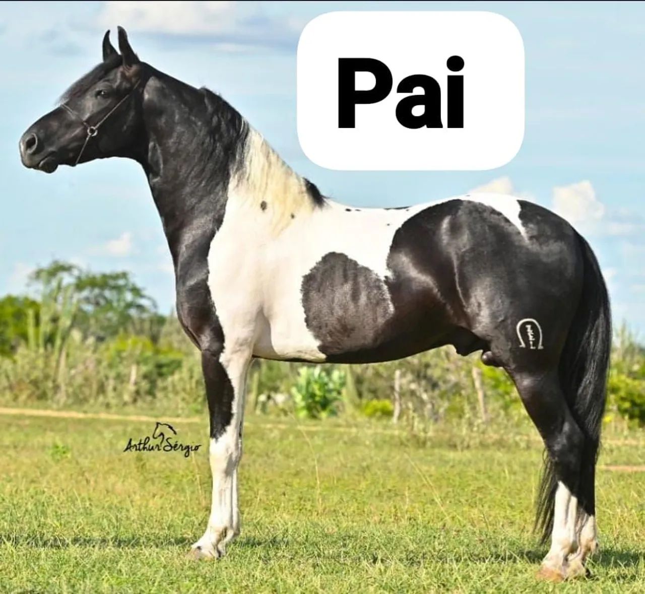 Potro mangalarga macha picada 3 anos de idade  - Foto 4