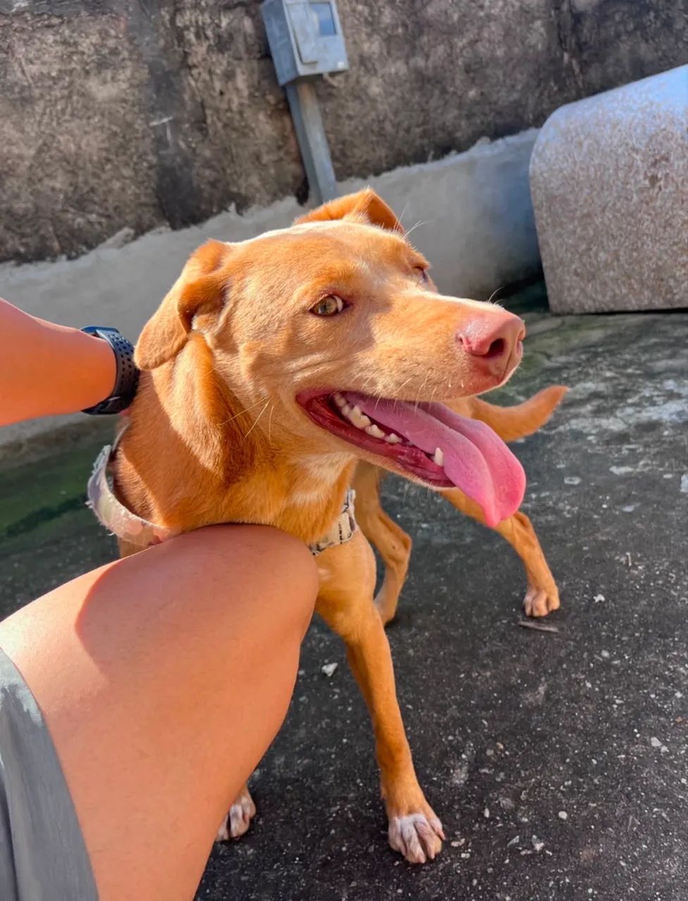 CACHORRA - ADOÇÃO RESPONSÁVEL  - Foto 2