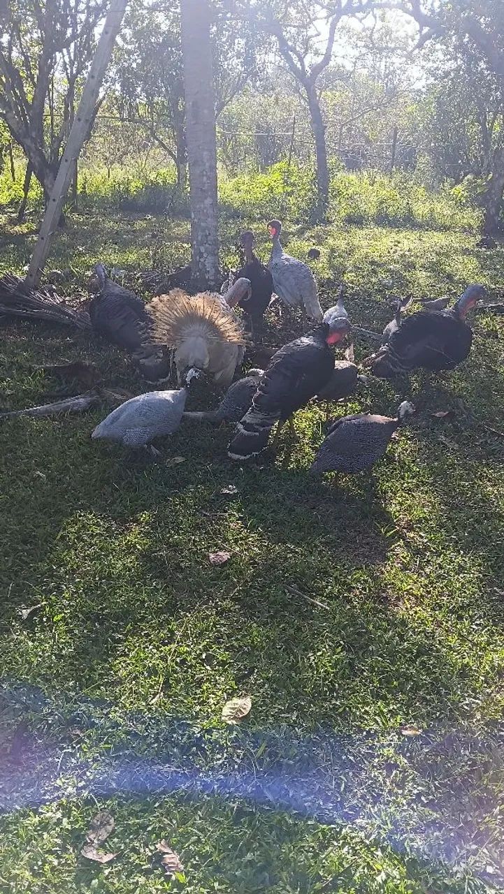 Peru - Foto 3