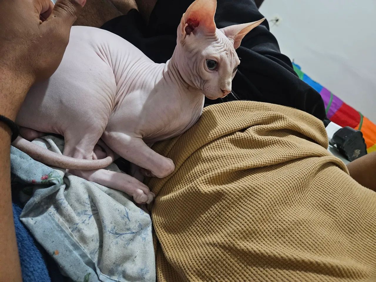 Gato Sphynx Macho - Foto 2