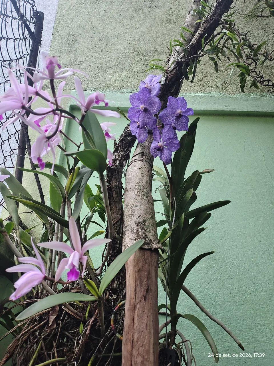 Orquídeas wanda - Foto 2