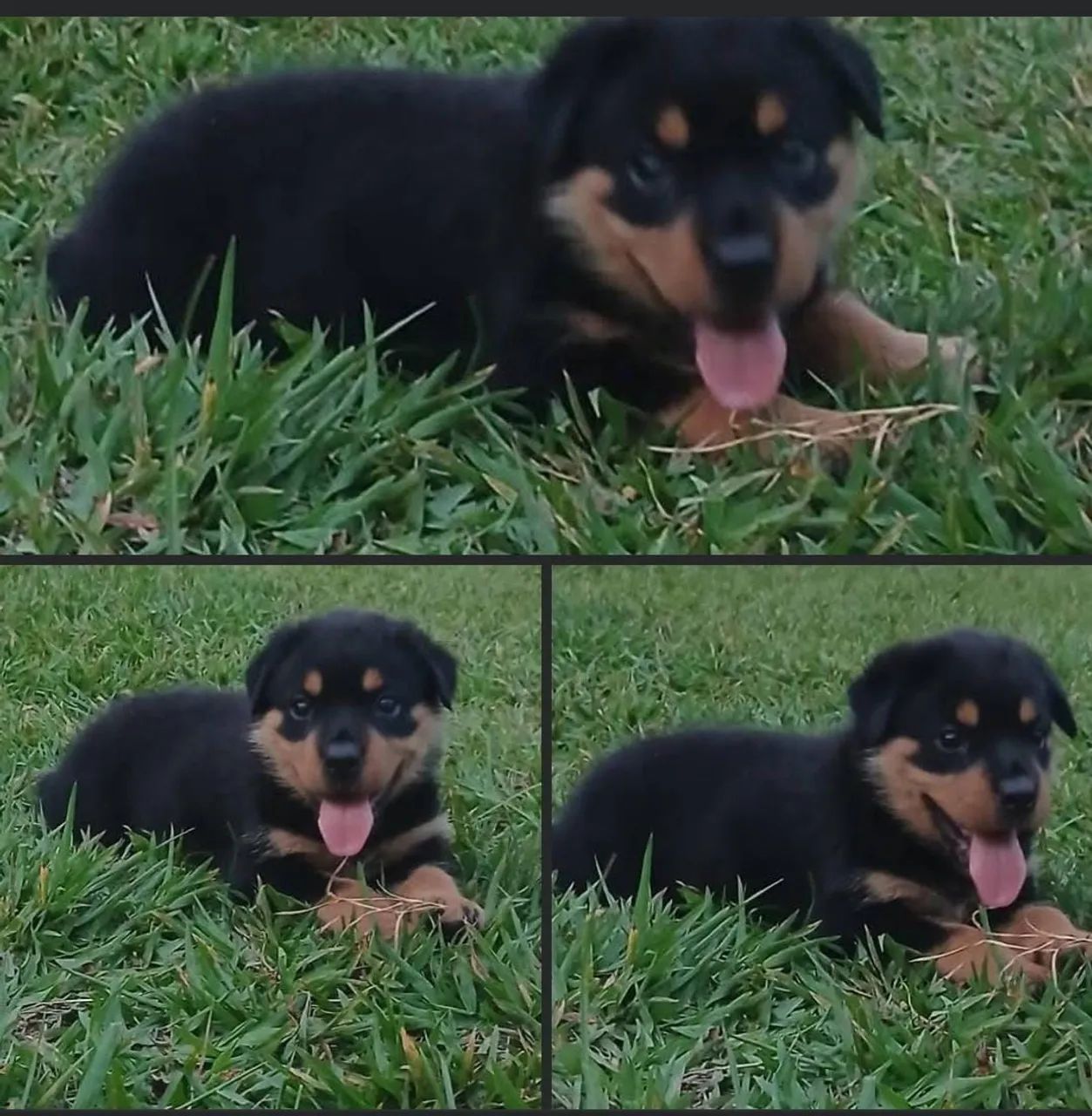 VENDO ROTTWEILER FÊMEA 