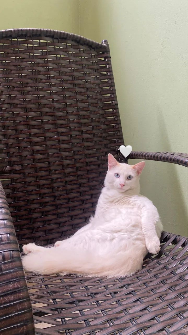 ADOÇÃO RESPONSÁVEL 