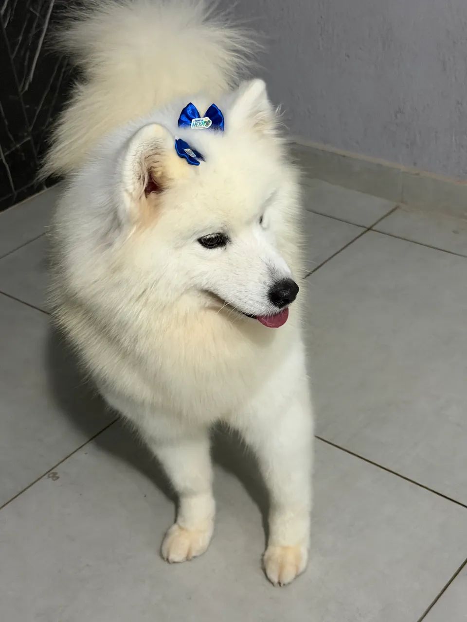 Cachorro Samoeida  - Foto 3