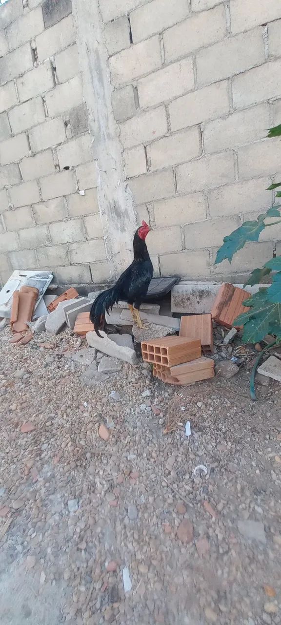 Animais - Foto 4
