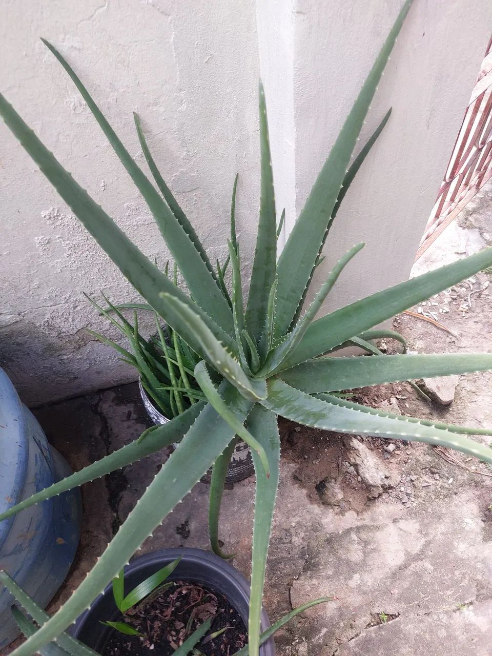 Baboseira - Foto 2