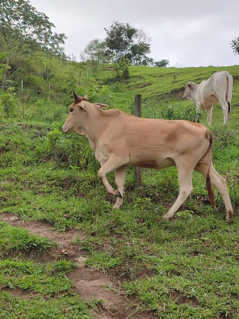 Garrotas Neloradas a venda - Foto 3