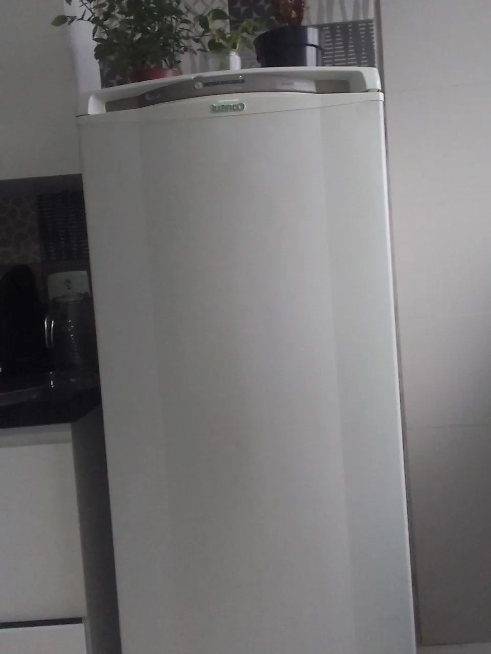 Geladera consul
