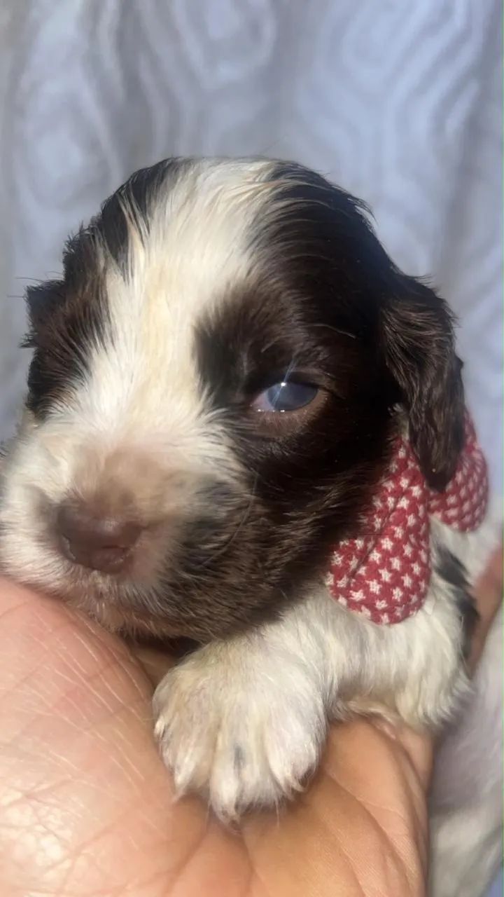 Cocker Spaniel inglês  - Foto 3