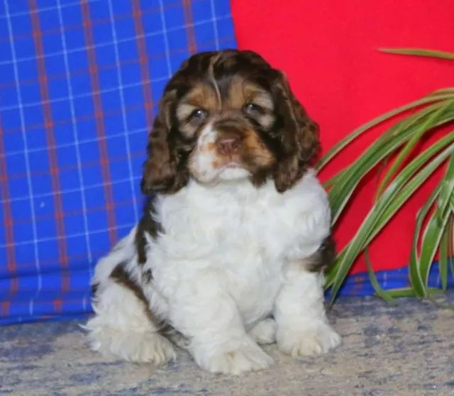 Filhotes de Cocker Spaniel Inglês - pronta entrega