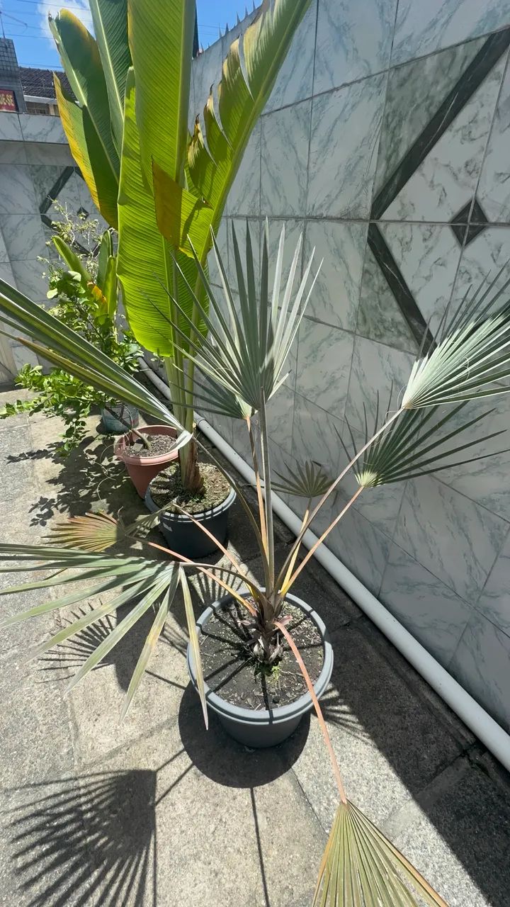 Palmeira azul 