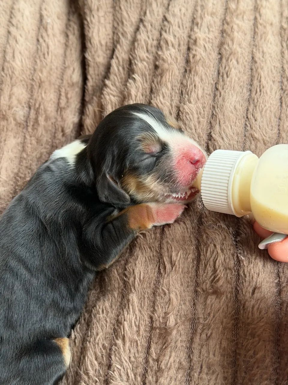 ÚLTIMO COCKER SPANIEL TRICOLOR MACHO - Foto 4