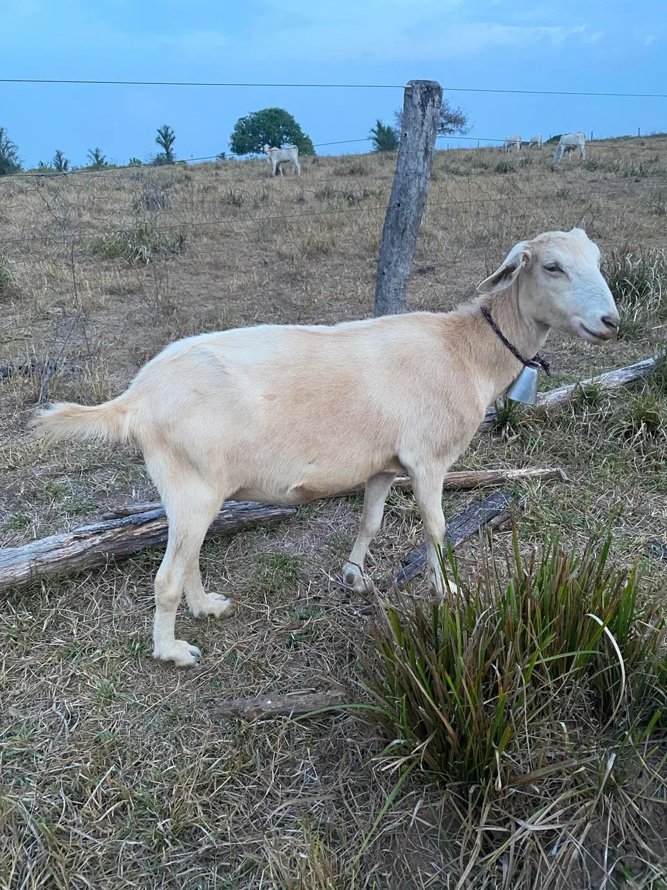 Bodes de raça  - Foto 3