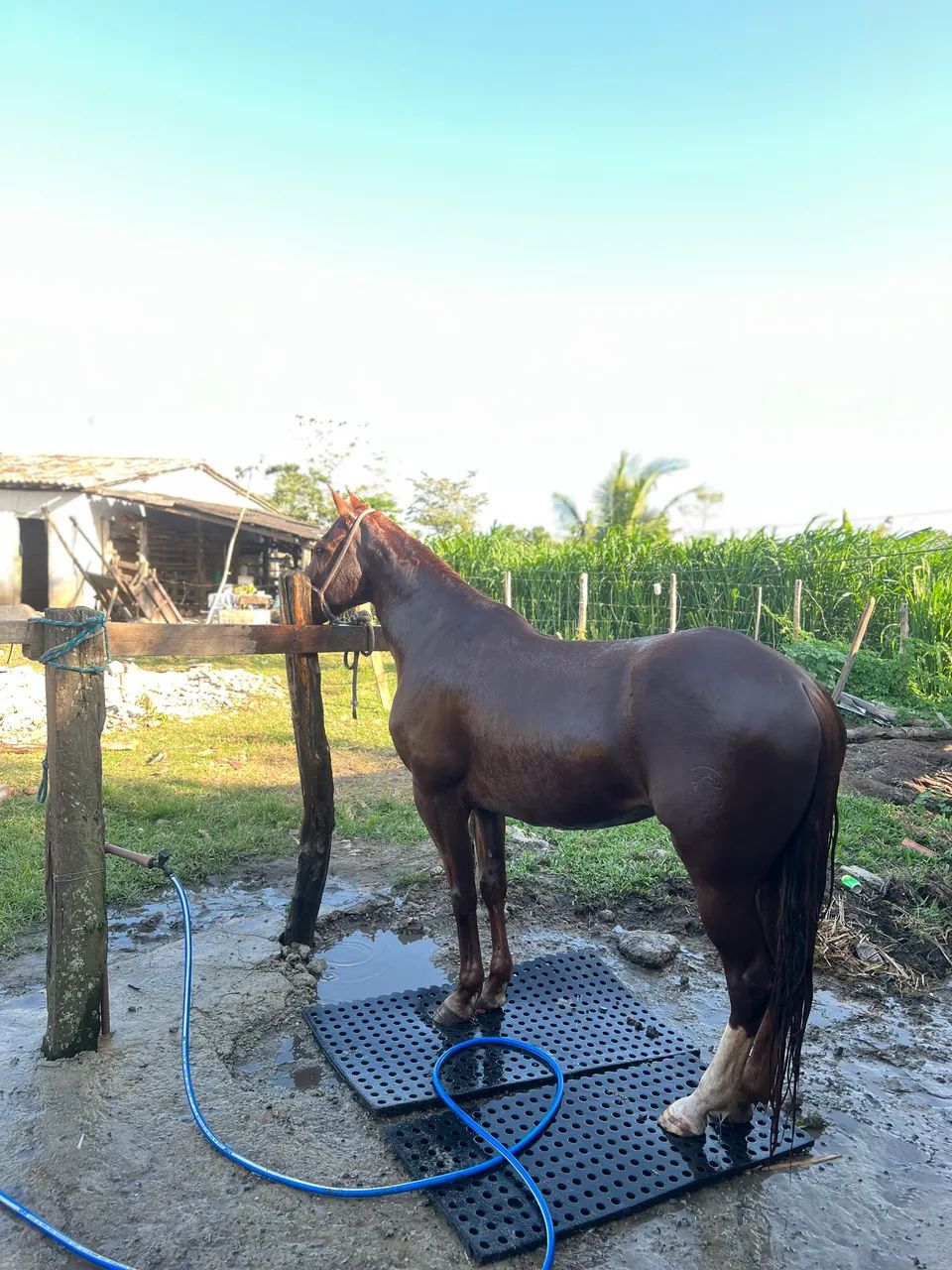 ÉGUA QUARTO DE MILHA - Foto 5
