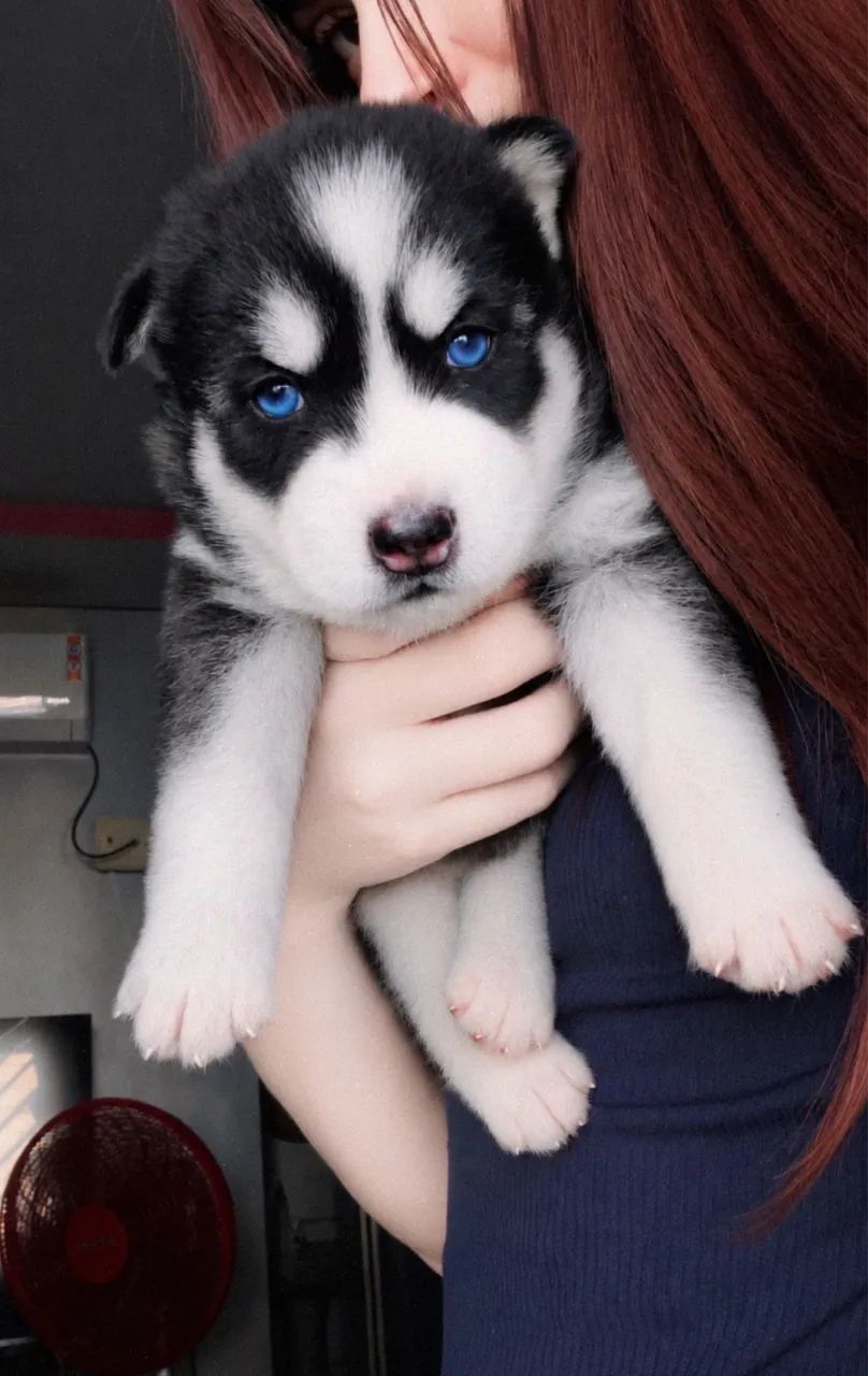 Husky siberiano  - Foto 2