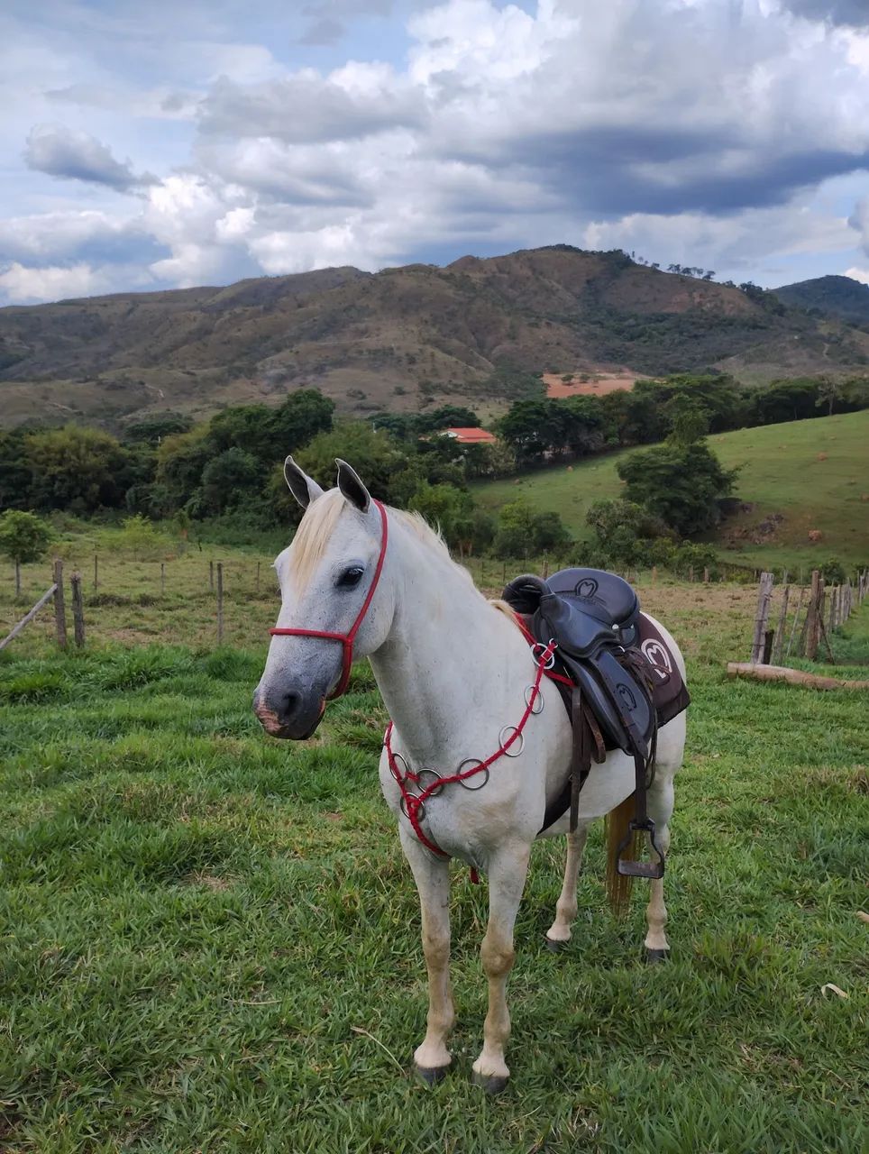 Cavalo Manga Larga Machador - Animais para agropecuária - Luminárias  1472589825 | OLX