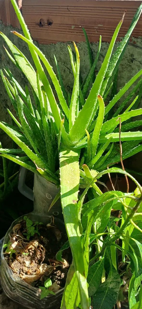 Plantas babosa e aveloz - Foto 5