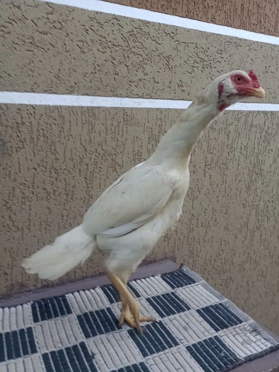 Animais  - Foto 3
