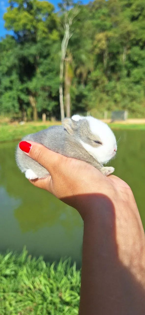 Anão netherland  - Foto 3